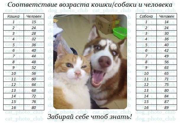 Мерки жизни собак. Возраст собаки по человеческим меркам таблица хаски. Таблица возраста собак мелких пород. Таблица соотношения возраста собаки к возрасту человека. Собаке 1 год сколько по человеческим меркам таблица.