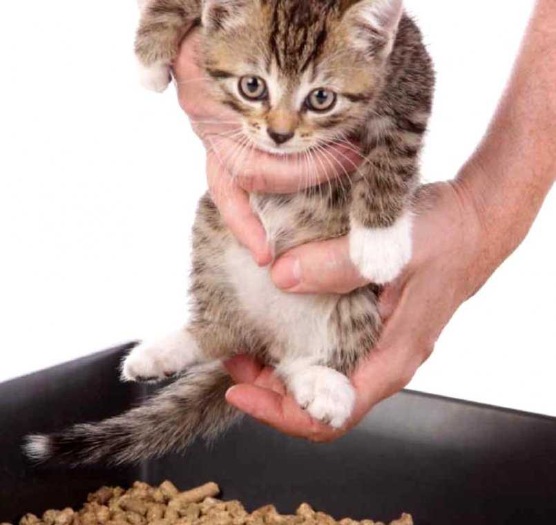 Как приучить взрослую кошку к сухому корму: делаем все правильно