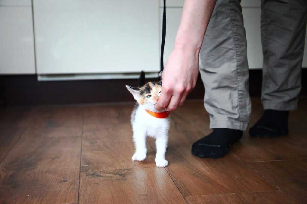 Как воспитывать котенка: советы экспертов о правильном воспитании котенка