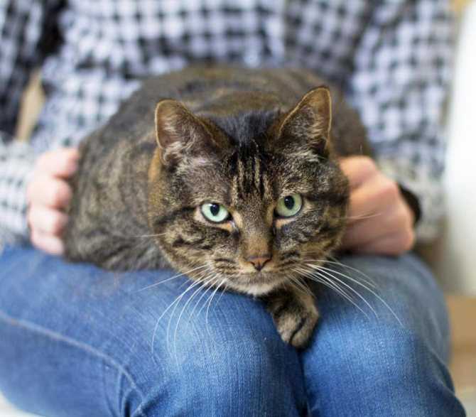 Почему и как мурлыкают кошки: причины мурчания, польза для человека