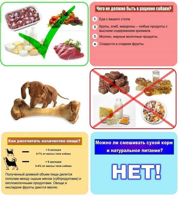 Чем кормить щенка шпица: в 1, 2, 3, 6 месяцев, натуральное питание или готовые корма, витамины, добавки, список запрещенных продуктов