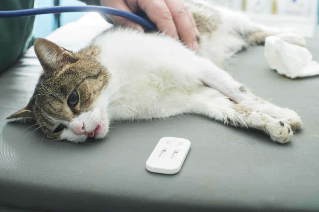 Симптомы чумки у кошек и лечение