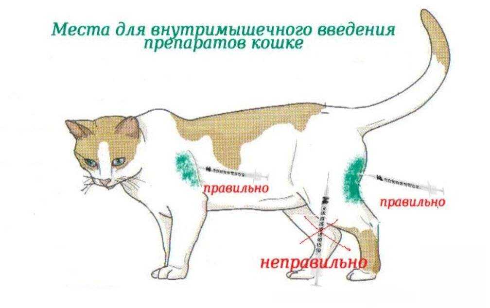 Как сделать укол кошке быстро и безболезненно - подробная инструкция