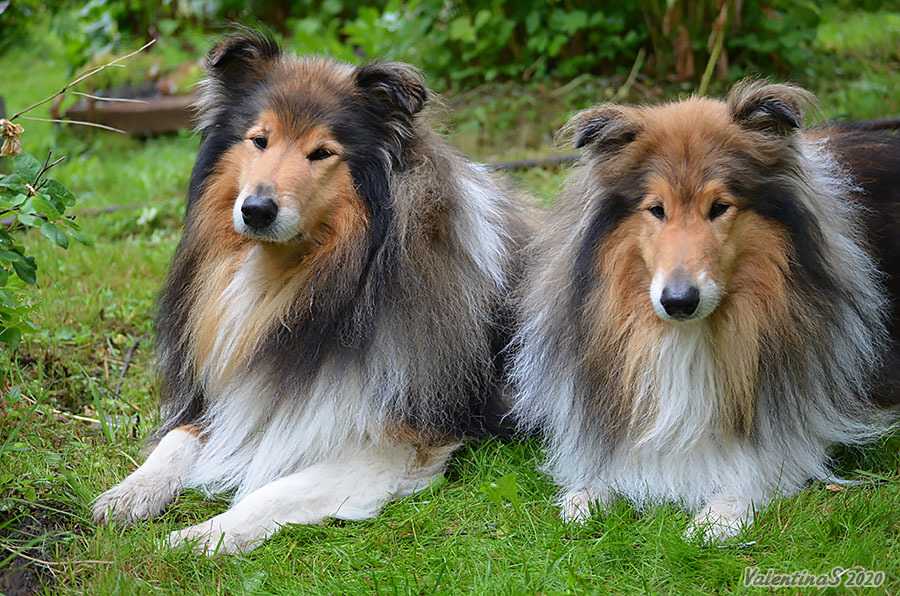 Собаки породы колли: стандарт, здоровье, особенности содержания | блог ветклиники "беланта"