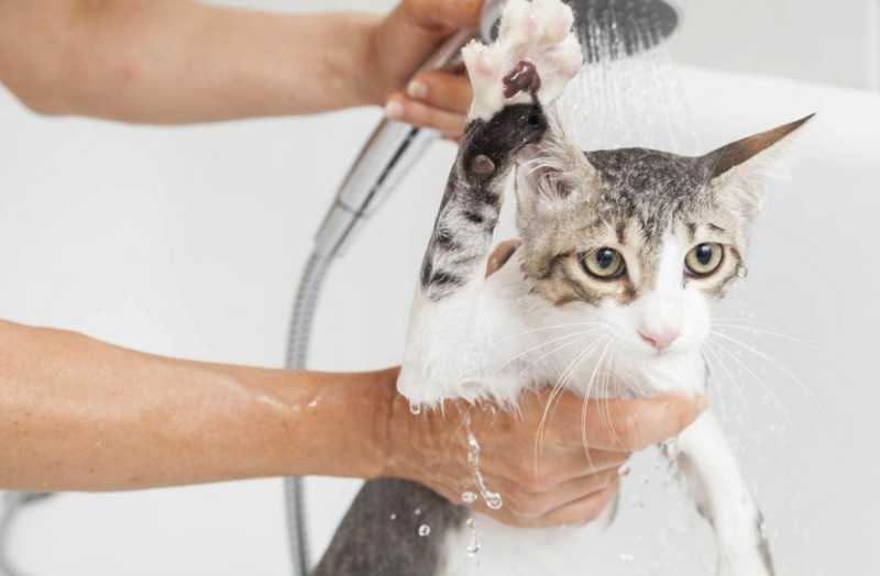 Можно ли мыть кота человеческим шампунем или нет?