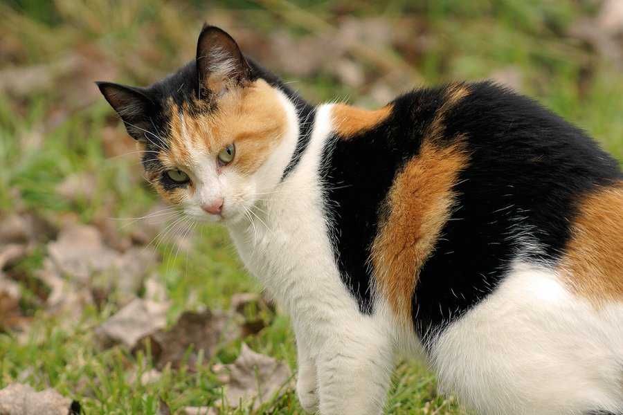 Породы трёхцветных кошек — список, характеристика и фото