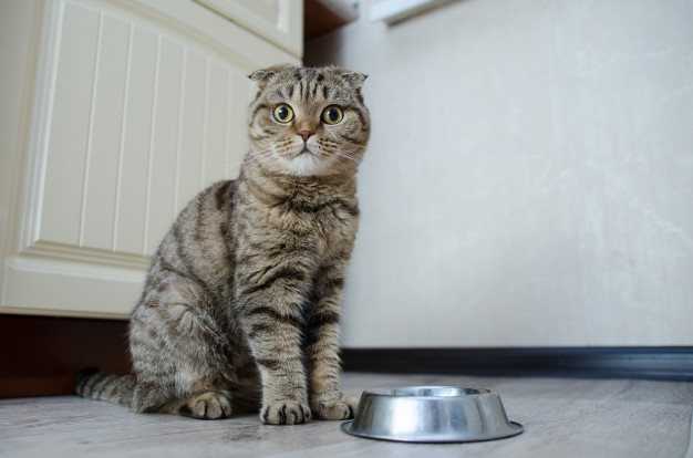 Котенок очень часто просит кушать - советы врачей на каждый день - доктор мак