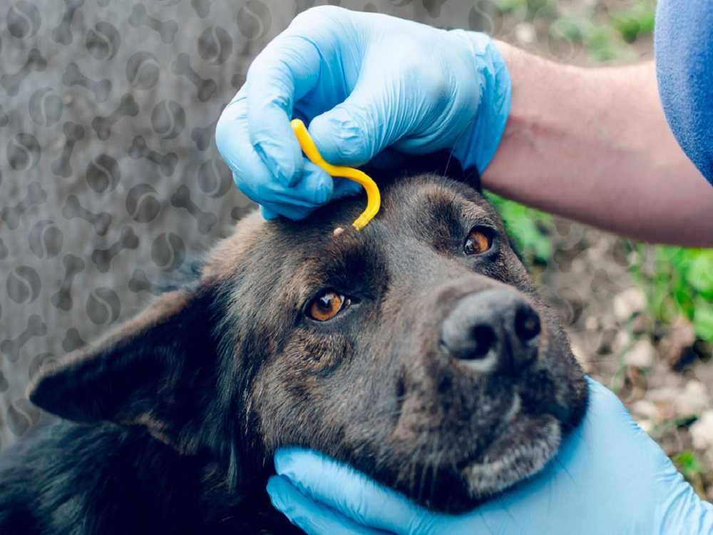 Чем обработать собаку от клещей – лучшее средство от укусов и ран
чем обработать собаку от клещей – лучшее средство от укусов и ран