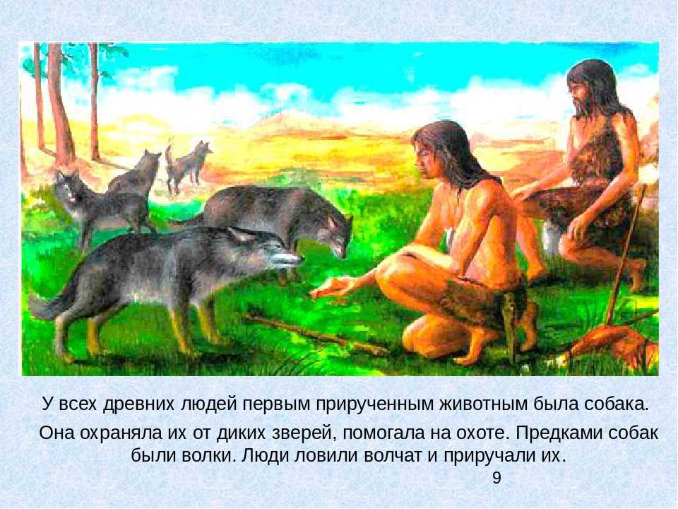 Происхождение и эволюция собак за 40 миллионов лет