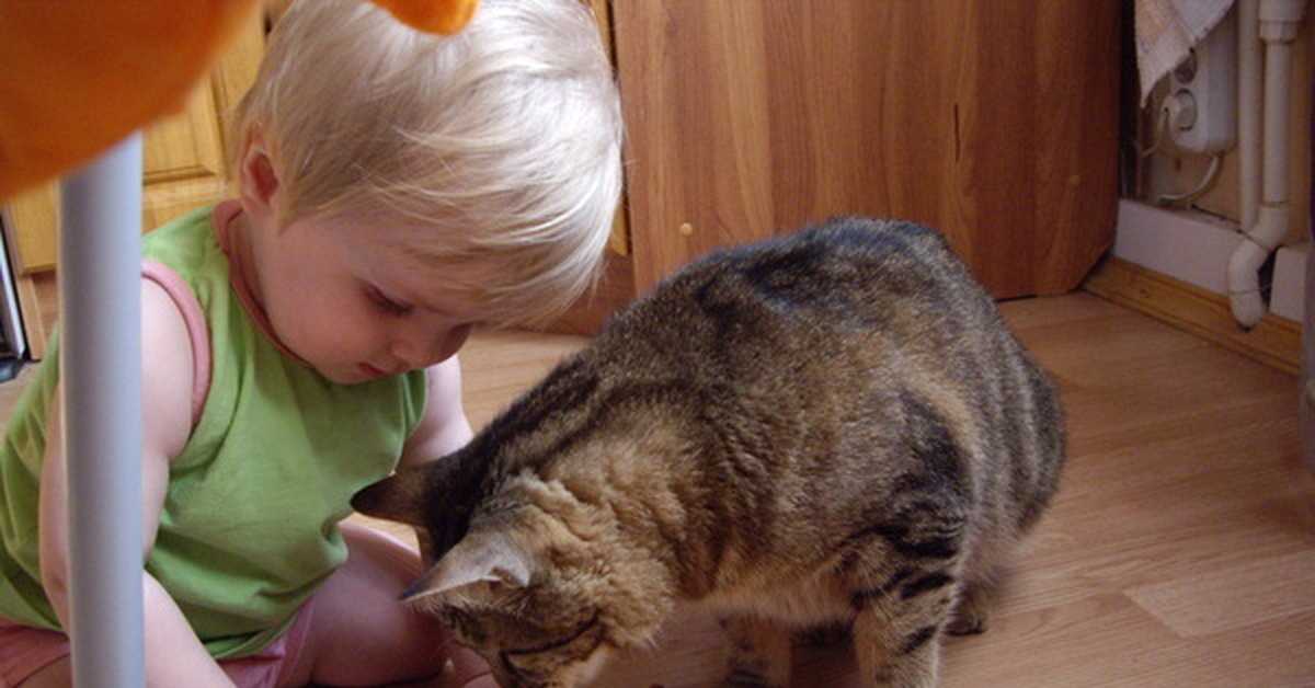 Как приучить кота к домашней еде - советы по правильному питанию для кошек