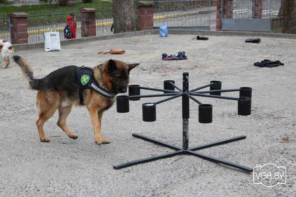 Тренажер для тренировки собак