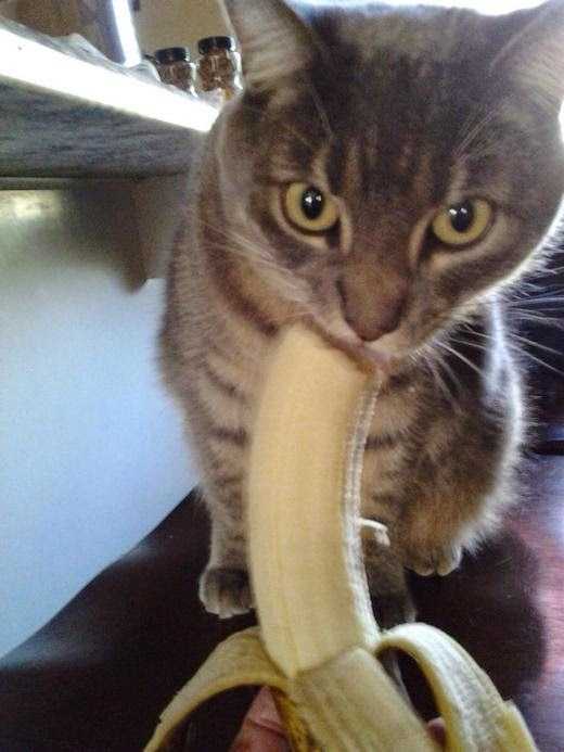 Можно ли кормить кота бананом