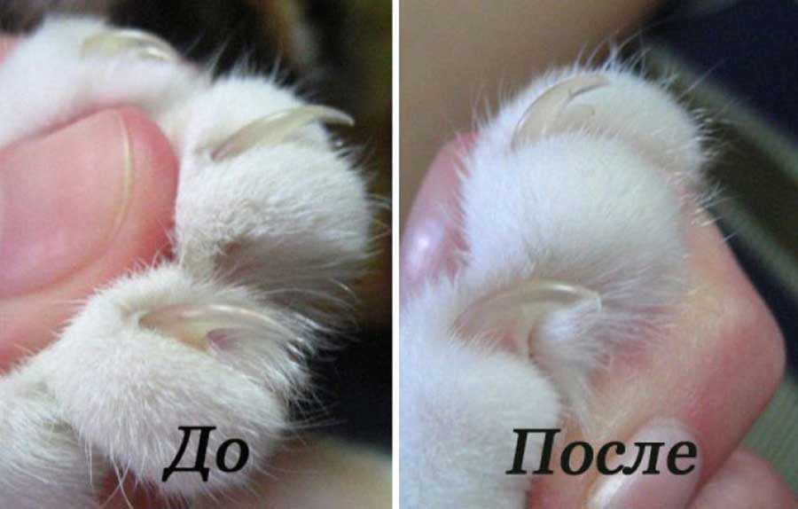 Когтеточка для кота — фото инструкция по выбору и изготовлению когтеточки своими руками в домашних условиях