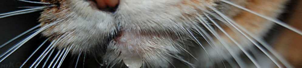 Повышенное слюноотделение у собак: причины, симптомы, лечение, прогноз и меры профилактики | блог ветклиники "беланта"