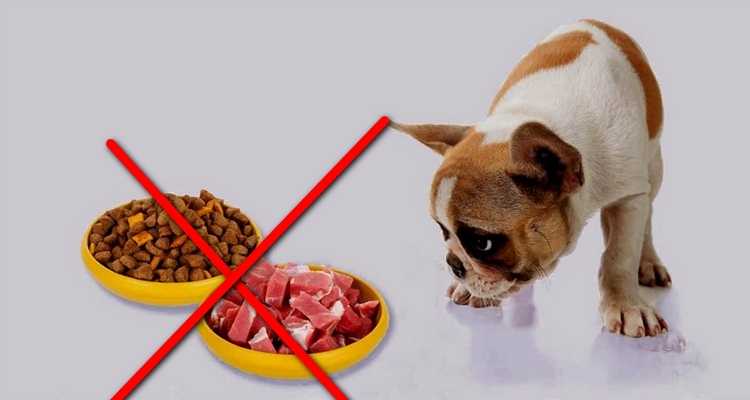 Чем кормить щенка чтобы он быстро набирал вес