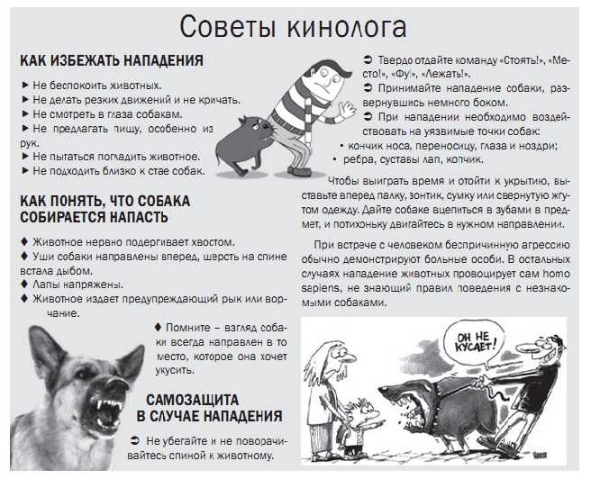 ᐉ как отучить собаку лаять на других собак - ➡ motildazoo.ru