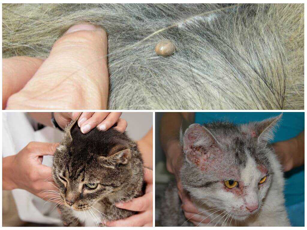 У кошки расчесы: симптомы и причины, диагностика, лечение в домашних условиях, что делать, если ничего не помогает