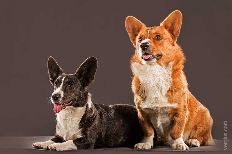 Вельш-корги пемброк собака фото, сколько стоят щенки, описание породы, отзывы