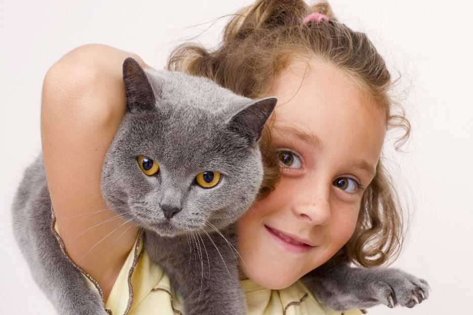 Лучшие породы кошек для детей: топ добрых котов рекомендуемые для семей с детьми +фото и видео