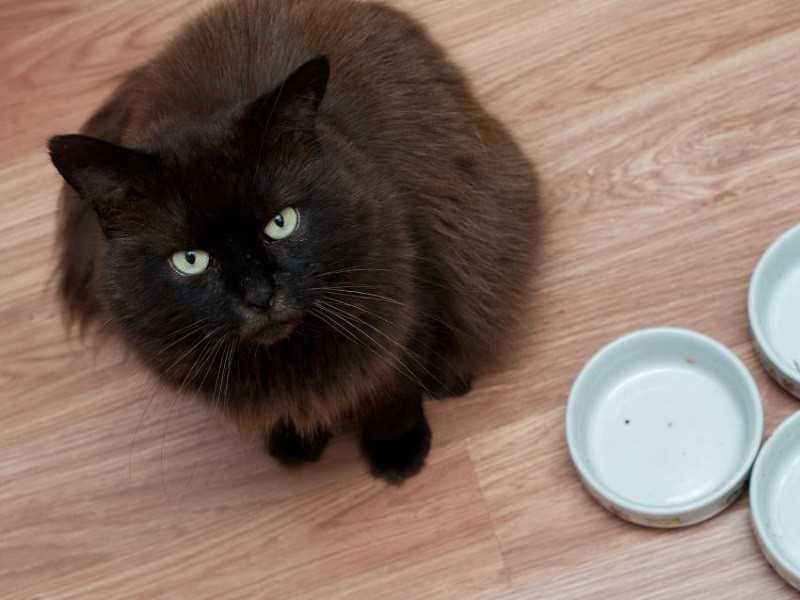 Кот не ест не пьет не ходит в туалет