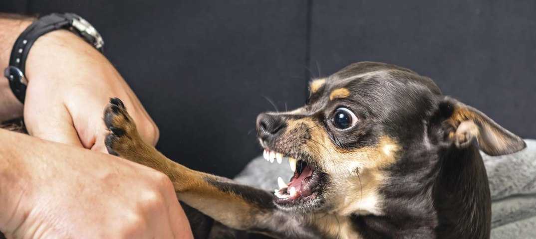 Собака стала агрессивной – причины смены поведения - про питомца