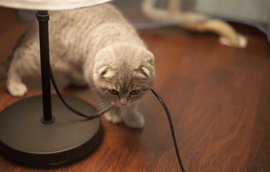 Здесь мы ответим на актуальный для многих вопрос, как отучить котенка грызть провода. Ведь именно к электропроводам у питомцев часто возникает особый интерес