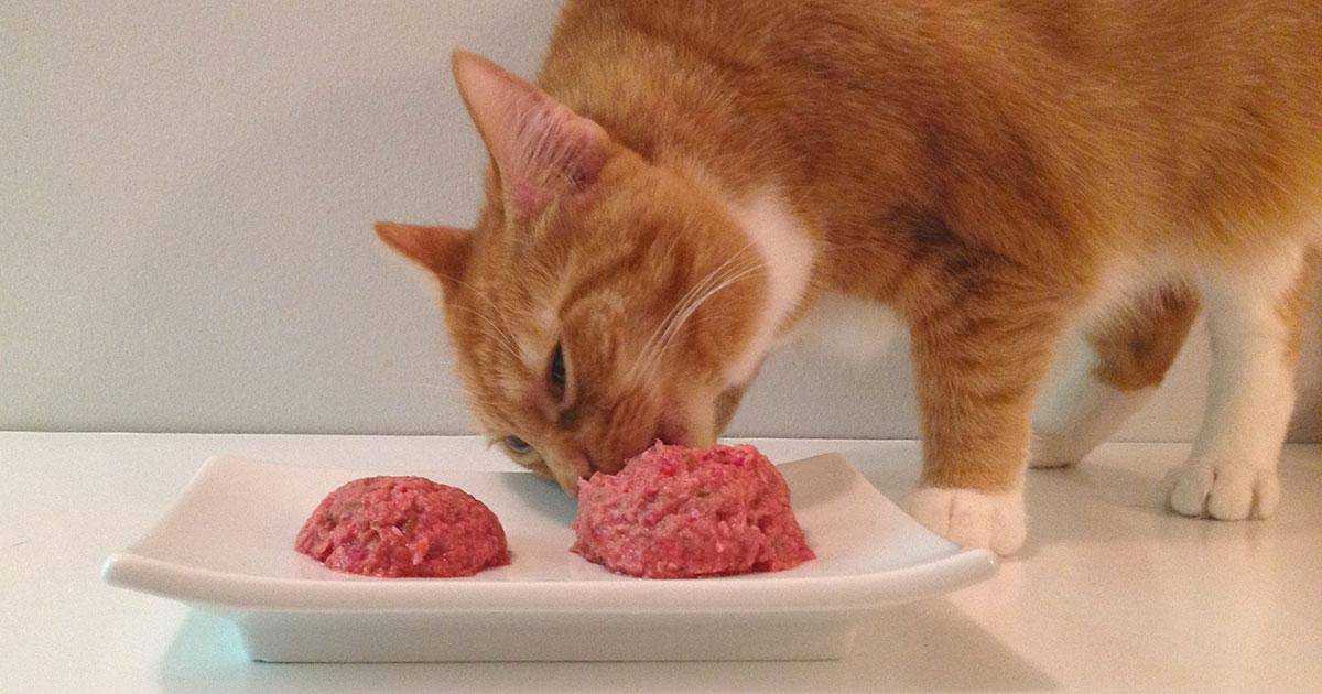 Можно ли кота кормить сырым мясом? можно ли кормить кошку свининой, курятиной и говядиной? какое мясо нежелательно употреблять и какое категорически нельзя?