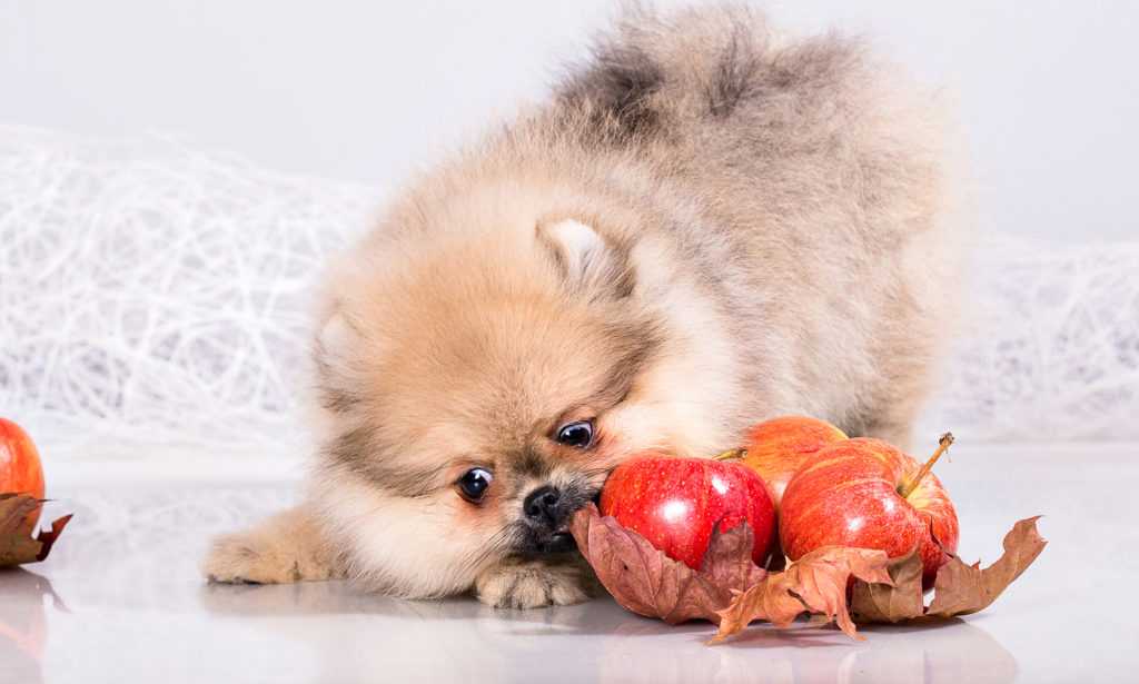 Чем кормить померанского шпица: рацион щенков и взрослых собак