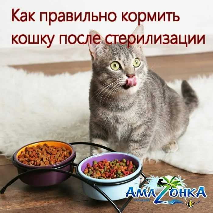 Как кормить после стерилизации. Еда для кота кастрированного. Рацион кошки. Опасные продукты для кошек. Еда для кастрированных котов домашняя.