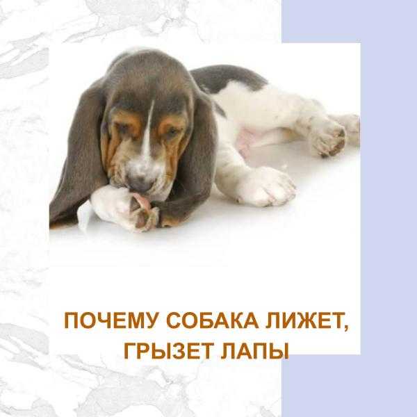 ᐉ почему собака лижет все подряд - zoovet24.ru
