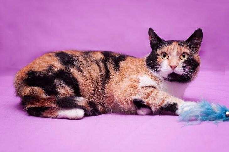 Трехцветная кошка (44 фото): у котят каких пород бывает черепаховый окрас шерсти? могут ли коты быть трехцветными? как назвать котенка?