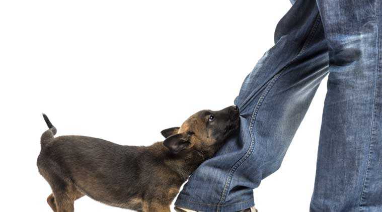 Агрессия у собак: типы и коррекция
