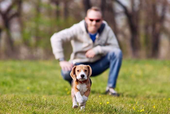 Как и когда начинать гулять со щенком? | hill's pet