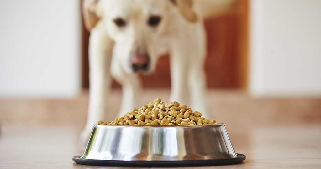 Почему собака не ест сухой корм - причины отказа, что делать | petguru