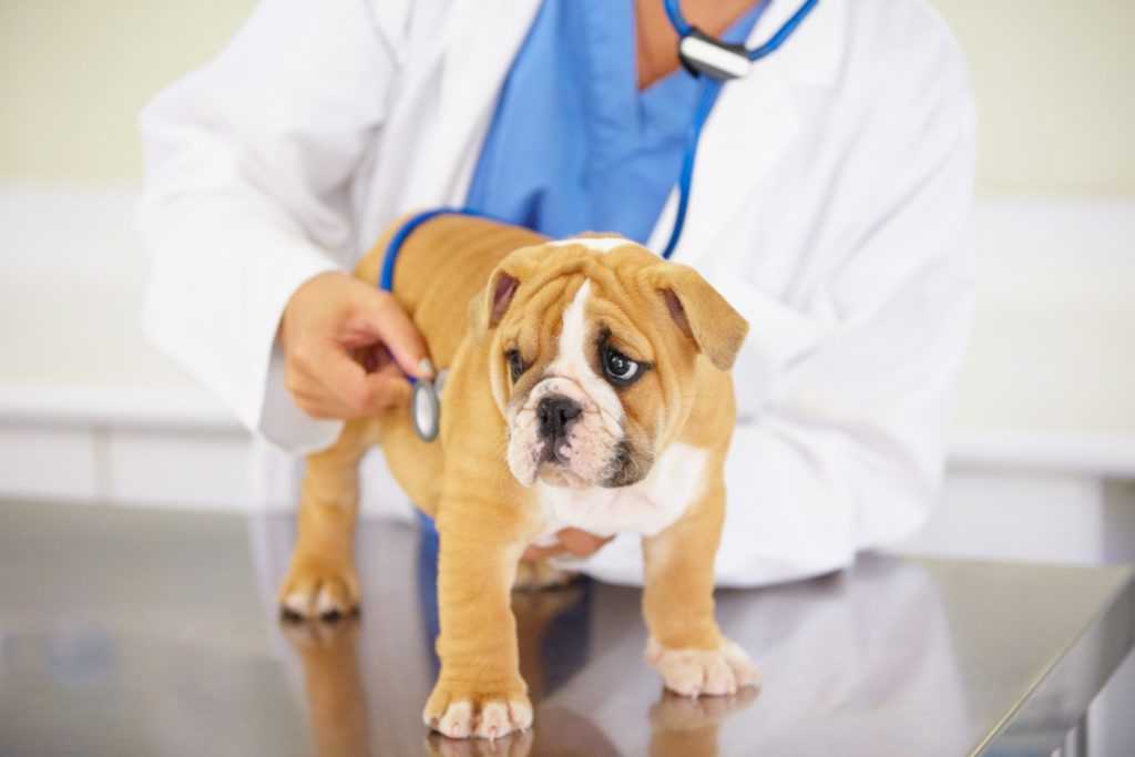Неблагоприятные реакции на препараты у собак и кошек