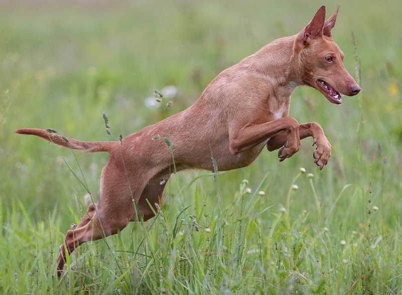 Характеристики породы собак чирнеко дель этна