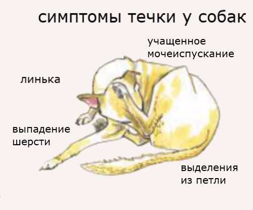 Прогестерон у собак и кошек. таблица. сдача анализа в беларуси