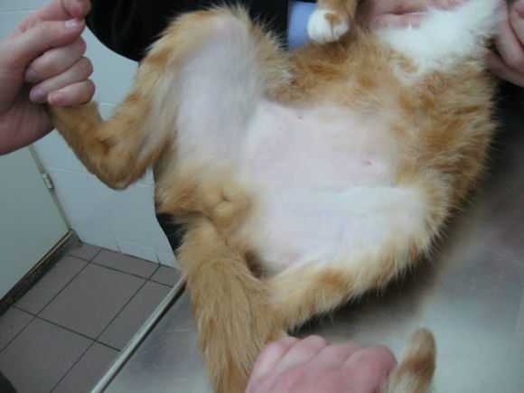 Почему у собаки выпадает шерсть, и она чешется: заболевания, причины, симптомы,лечение | блог ветклиники "беланта"