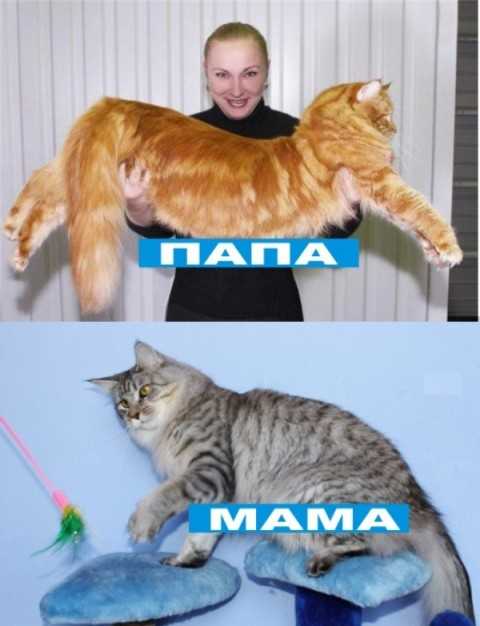 До какого возраста растут коты – pet-mir.ru