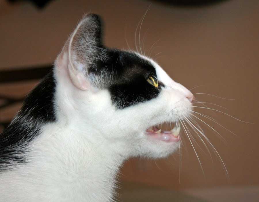Кошка дышит с открытым ртом: причины, опасность, что делать