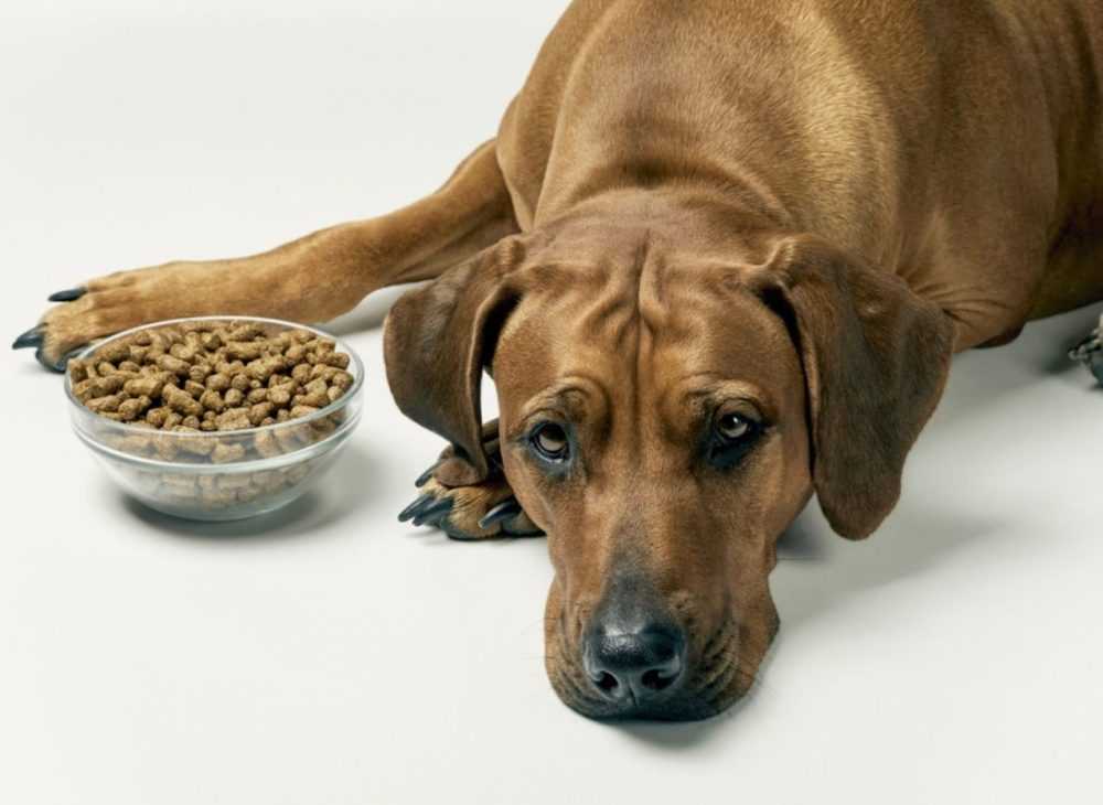 Как приучить собаку к сухому корму: причины отказа и способы перехода