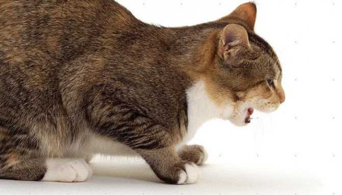 Почему кошка часто дышит животом - частое дыхание у кошки