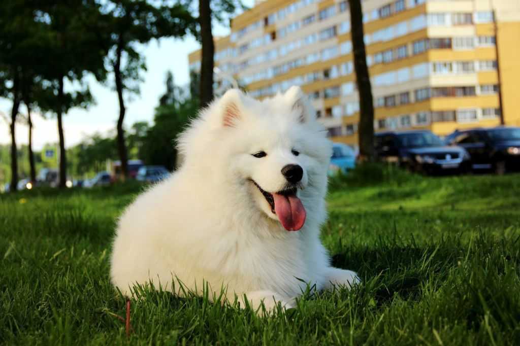 Самоедская собака: описание породы, характер собаки и щенка, фото, цена