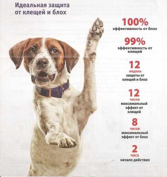 Как защитить собаку от клещей | dogkind.ru