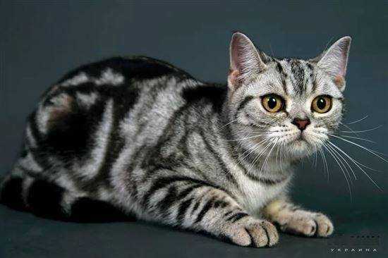 Британская короткошерстная кошка - 130 фото, основные сведения и цена за породистого котенка