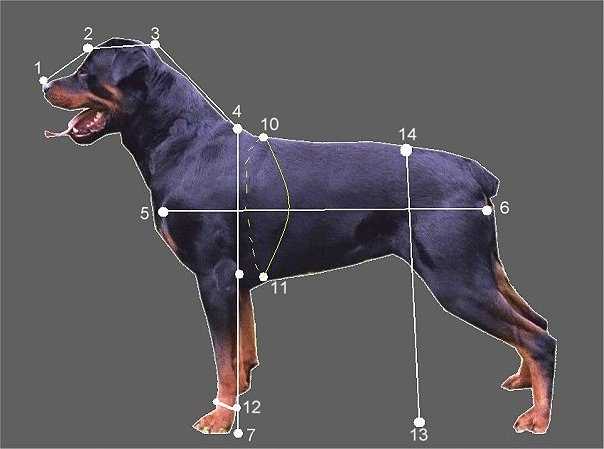 Холка у собаки: где находится и как правильно измерить