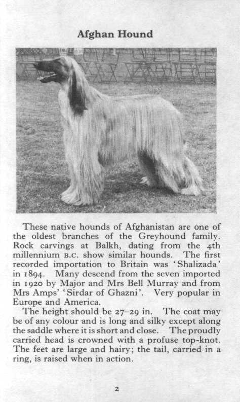 Афганская борзая (51 фото): описание породы собак, характер щенков, черный и белый окрасы, история происхождения и характеристики