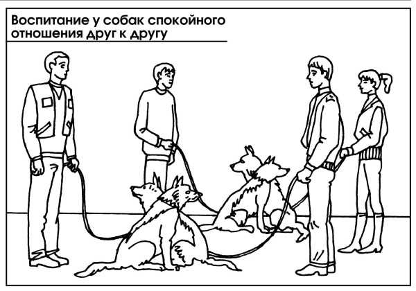 Психологическое давление на собаку: правда и вымысел. атакующие собаки. мифы и реальность современной дрессировки