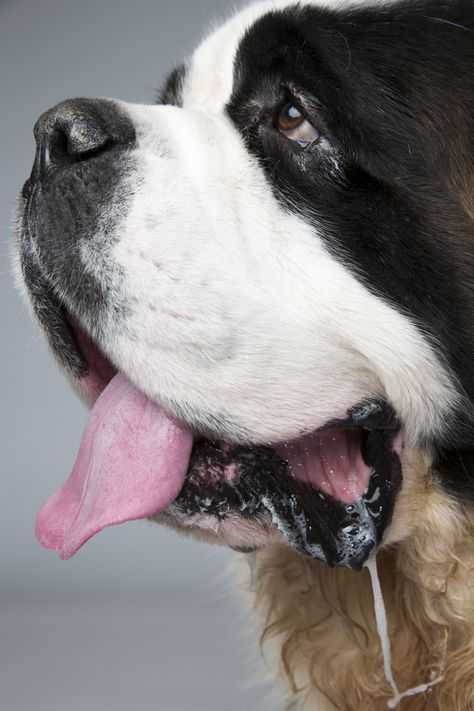 Почему у собаки обильно текут слюни изо рта - здоровье животных | сеть ветеринарных клиник, зоомагазинов, ветаптек в воронеже