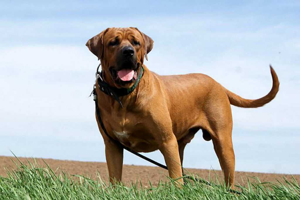 Японский тоса ину: описание породы бойцовской собаки, отзывы владельцев
